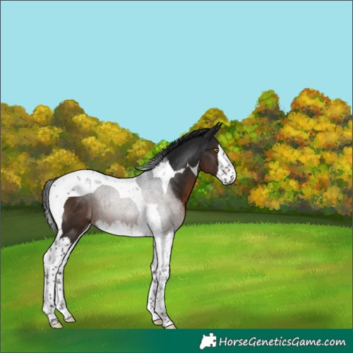 Horse Color:Gray Brown Splash Tobiano Rabicano 