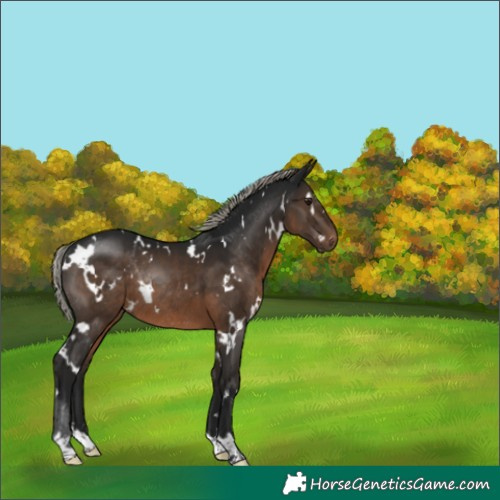 Horse Color:Gray White Spotted Silver Brown Rabicano 