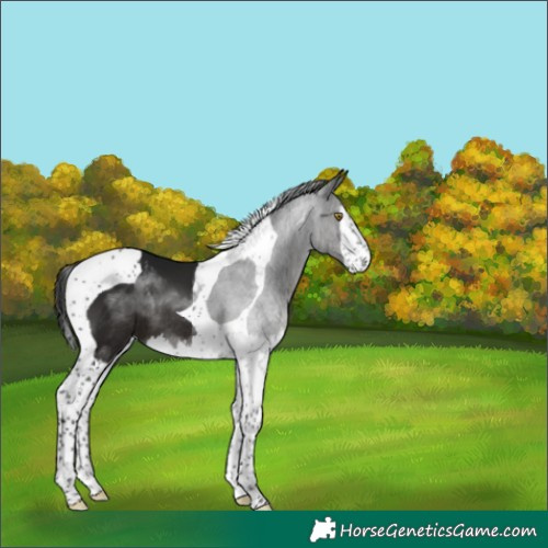 Horse Color:Gray Brown Splash Tobiano Rabicano 