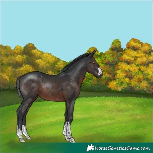 Horse Color:Brown Rabicano 