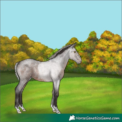 Horse Color:Silver Brown Roan Rabicano 