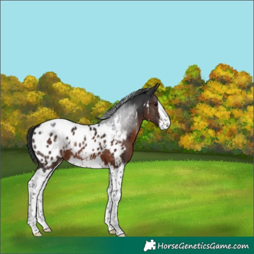 Horse Color:White Spotted Brown Splash Appaloosa Rabicano