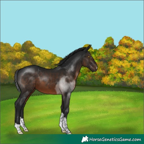 Horse Color:Gray Brown Rabicano 