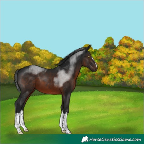Horse Color:Gray Brown Splash Rabicano