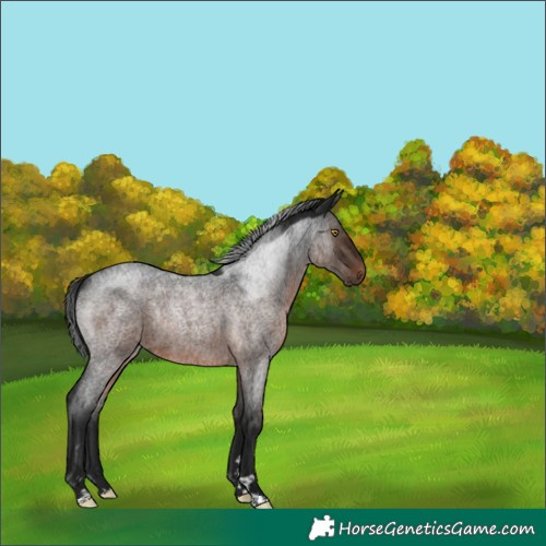 Horse Color:Gray Brown Roan Rabicano 