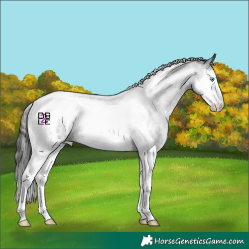 Horse Color:Blue Roan Splash Tobiano Appaloosa 