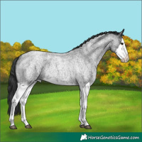 Horse Color:Blue Roan Splash 