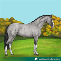 Horse Color:Grullo Roan Splash