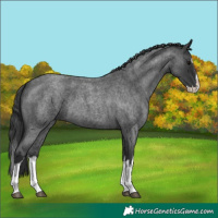 Horse Color:Blue Roan Splash