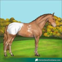 Horse Color:Chestnut Snowcap 