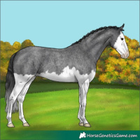 Horse Color:Blue Roan Splash 