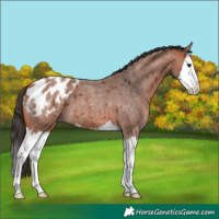 Horse Color:Bay Roan Splash Blanket 