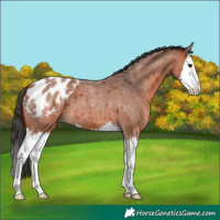 Horse Color:Bay Roan Splash Appaloosa 