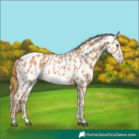 Horse Color:Chestnut Frame Appaloosa 