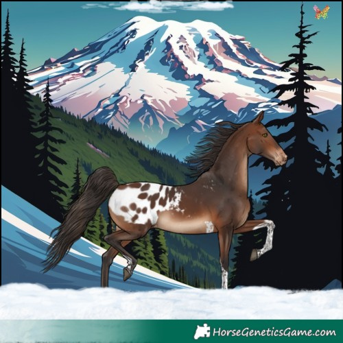Horse Color:Brown Tobiano Blanket 