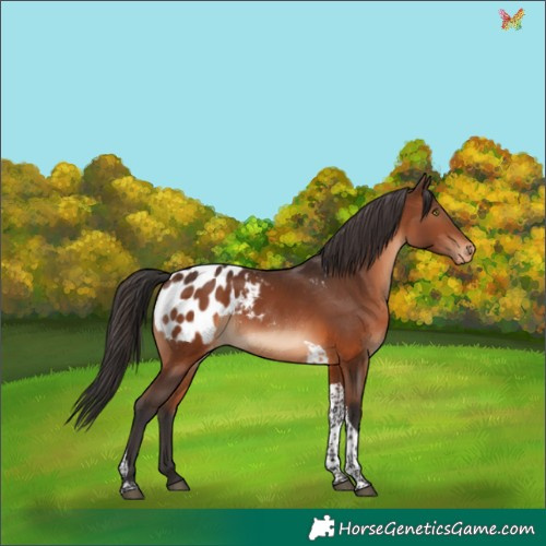 Horse Color:Brown Tobiano Appaloosa