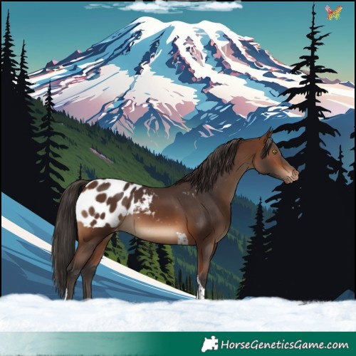 Horse Color:Brown Tobiano Appaloosa 