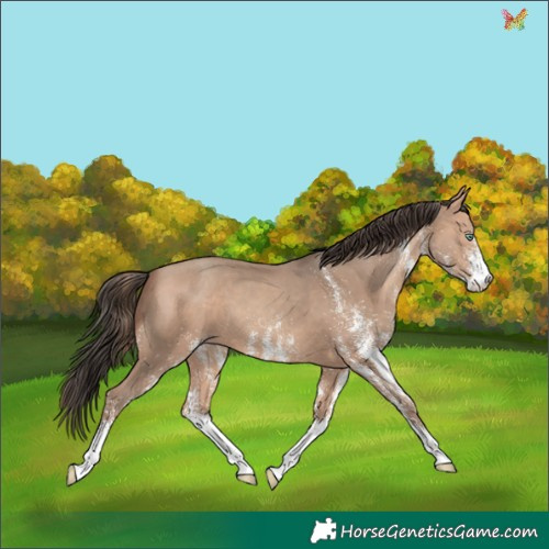Horse Color:White Spotted Amber Champagne 