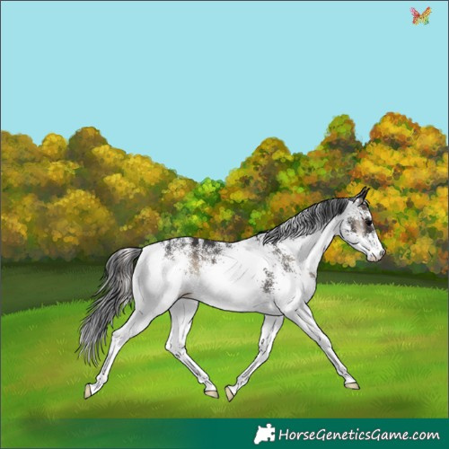 Horse Color:White Spotted Blue Onyx 