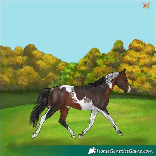 Horse Color:Brown Tobiano Rabicano