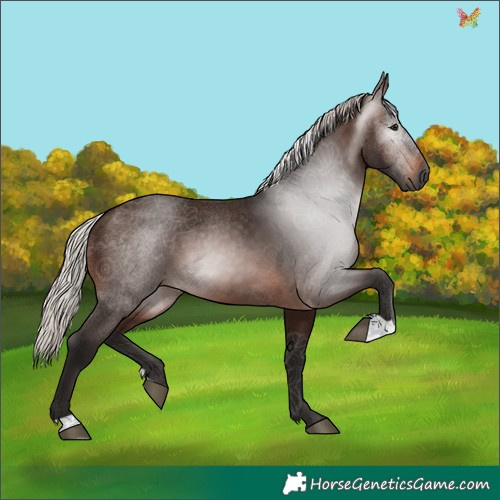 Horse Color:Gray Silver Brown