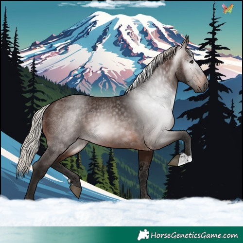 Horse Color:Gray Silver Brown 