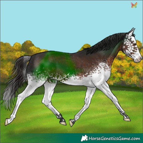 Horse Color:White Spotted Liver Chestnut Splash 