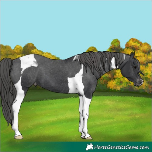 Horse Color:Black Tobiano Appaloosa 