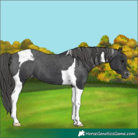 Horse Color:Black Tobiano Appaloosa