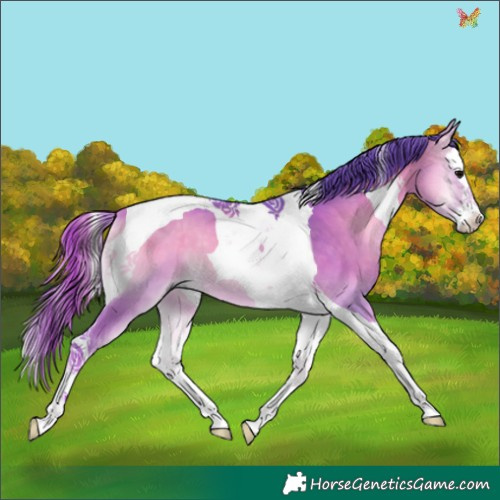 Horse Color:Watercolor Buckskin Onyx Splash Tobiano
