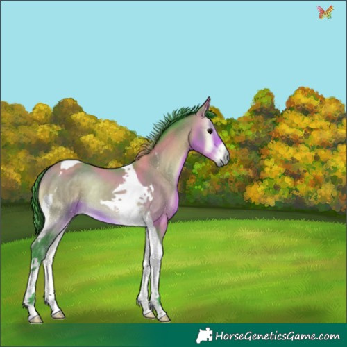 Horse Color:Watercolor Buckskin Onyx Tobiano 
