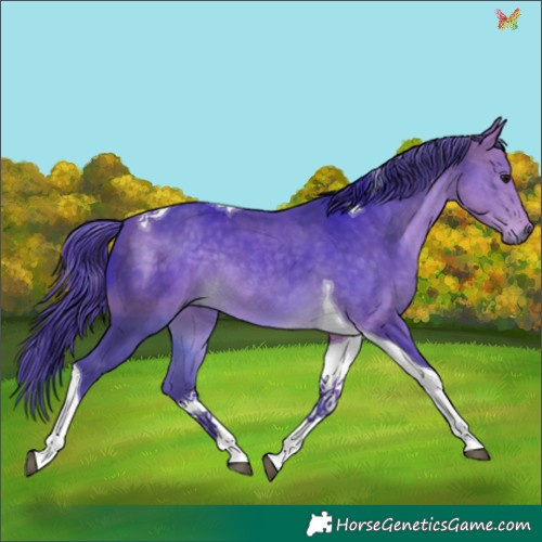Horse Color:Watercolor Buckskin Tobiano