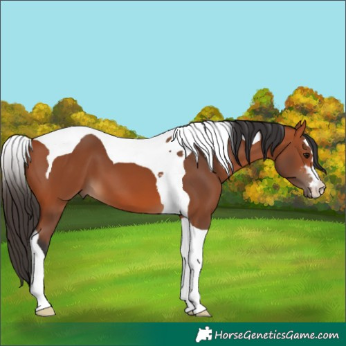 Horse Color:Bay Tobiano 