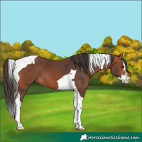 Horse Color:Bay Splash Tobiano 