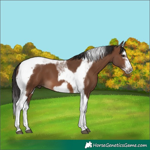 Horse Color:Brown Splash Tobiano Frame