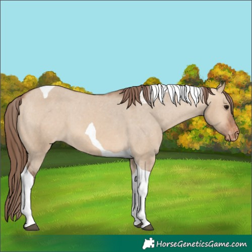 Horse Color:Bay Dun Tobiano Appaloosa