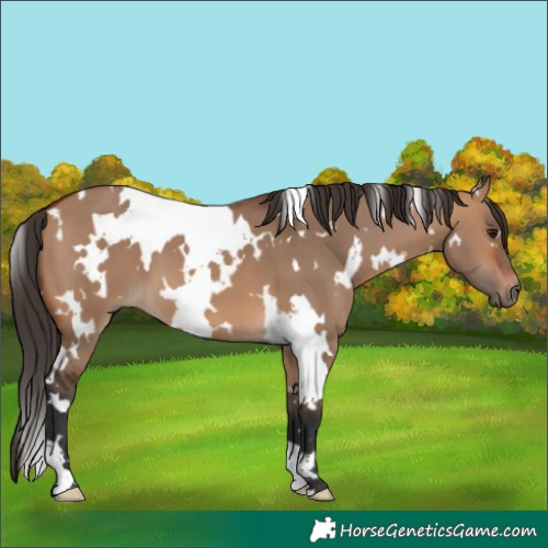 Horse Color:White Spotted Bay Dun 
