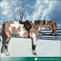 Horse Color:White Spotted Bay Dun