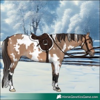 Horse Color:White Spotted Bay Dun