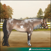 Horse Color:White Spotted Brown Dun Sabino
