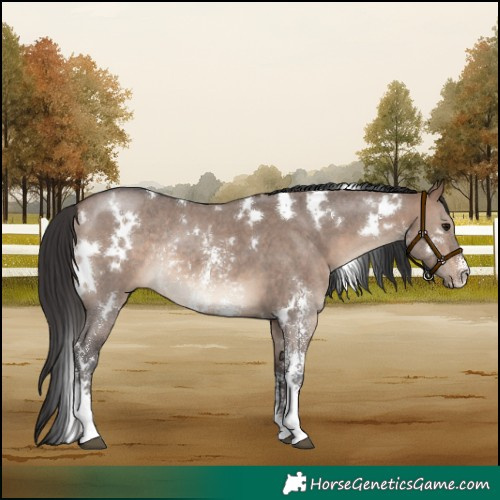Horse Color:White Spotted Brown Dun Sabino Rabicano 