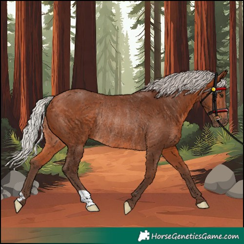 Horse Color:Silver Bay Rabicano 
