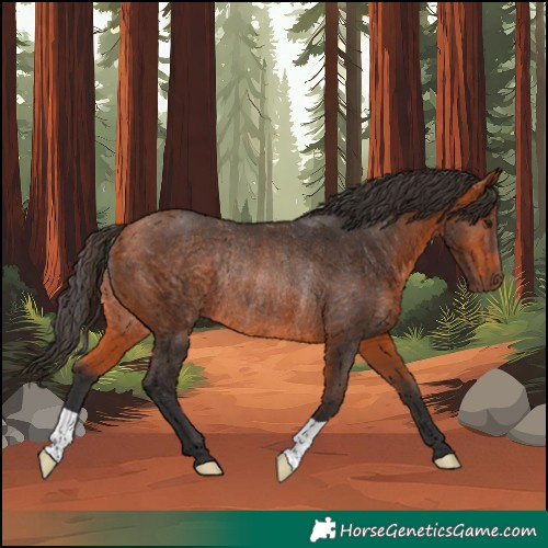 Horse Color:Bay Rabicano 