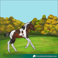 Horse Color:Brown Tobiano 