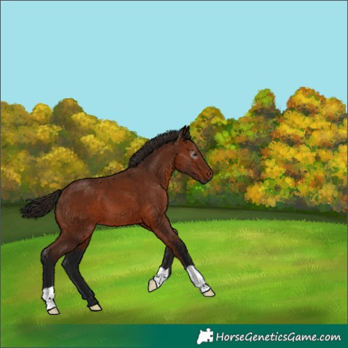 Horse Color:Gray Bay 