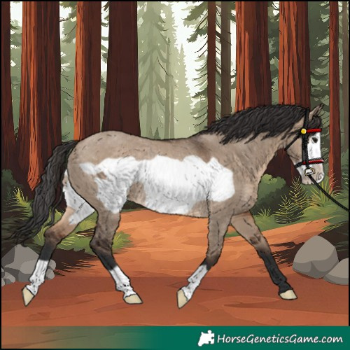Horse Color:Brown Dun Frame Rabicano 