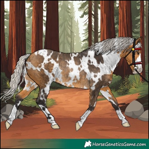 Horse Color:White Spotted Silver Buckskin Rabicano 
