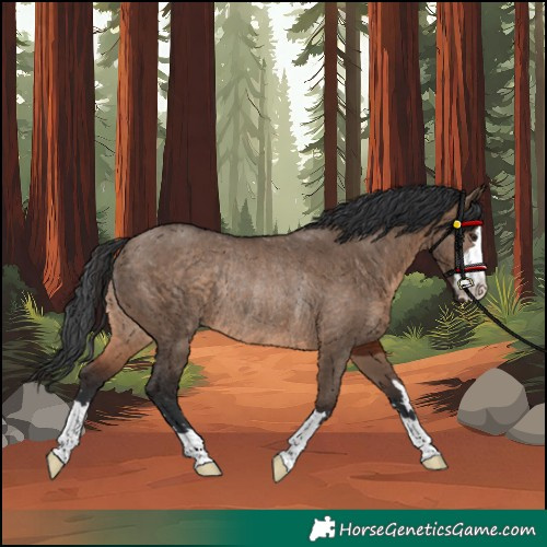 Horse Color:Brown Dun Rabicano 