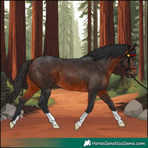 Horse Color:Brown 