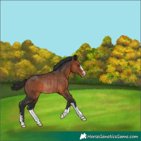 Horse Color:Brown Rabicano 